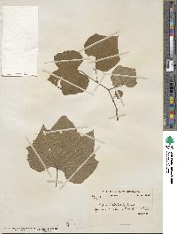 Vitis latifolia image