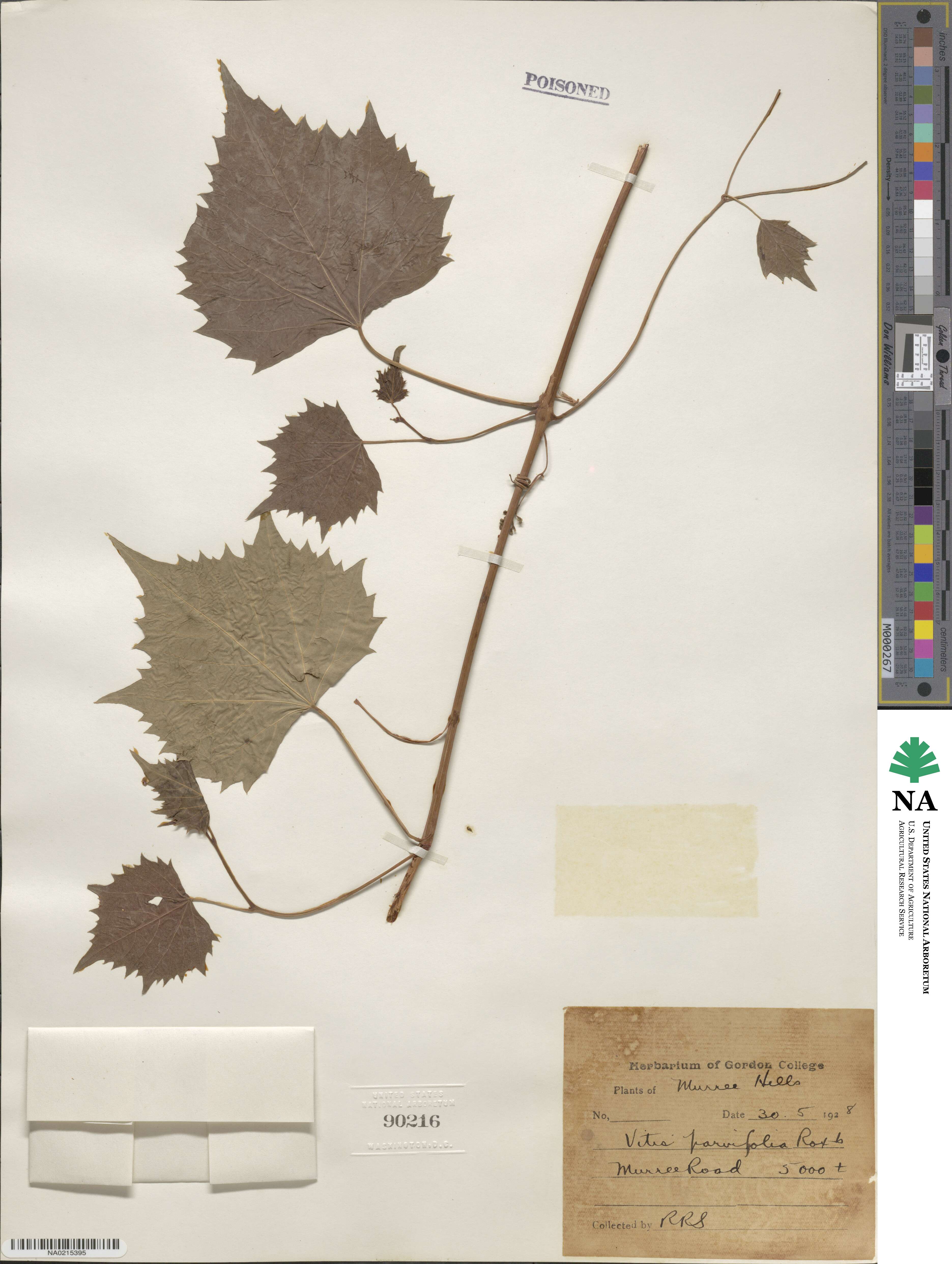 Vitis parvifolia image