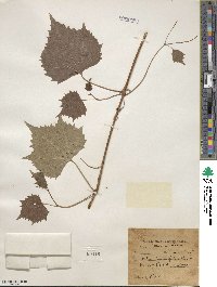 Vitis parvifolia image