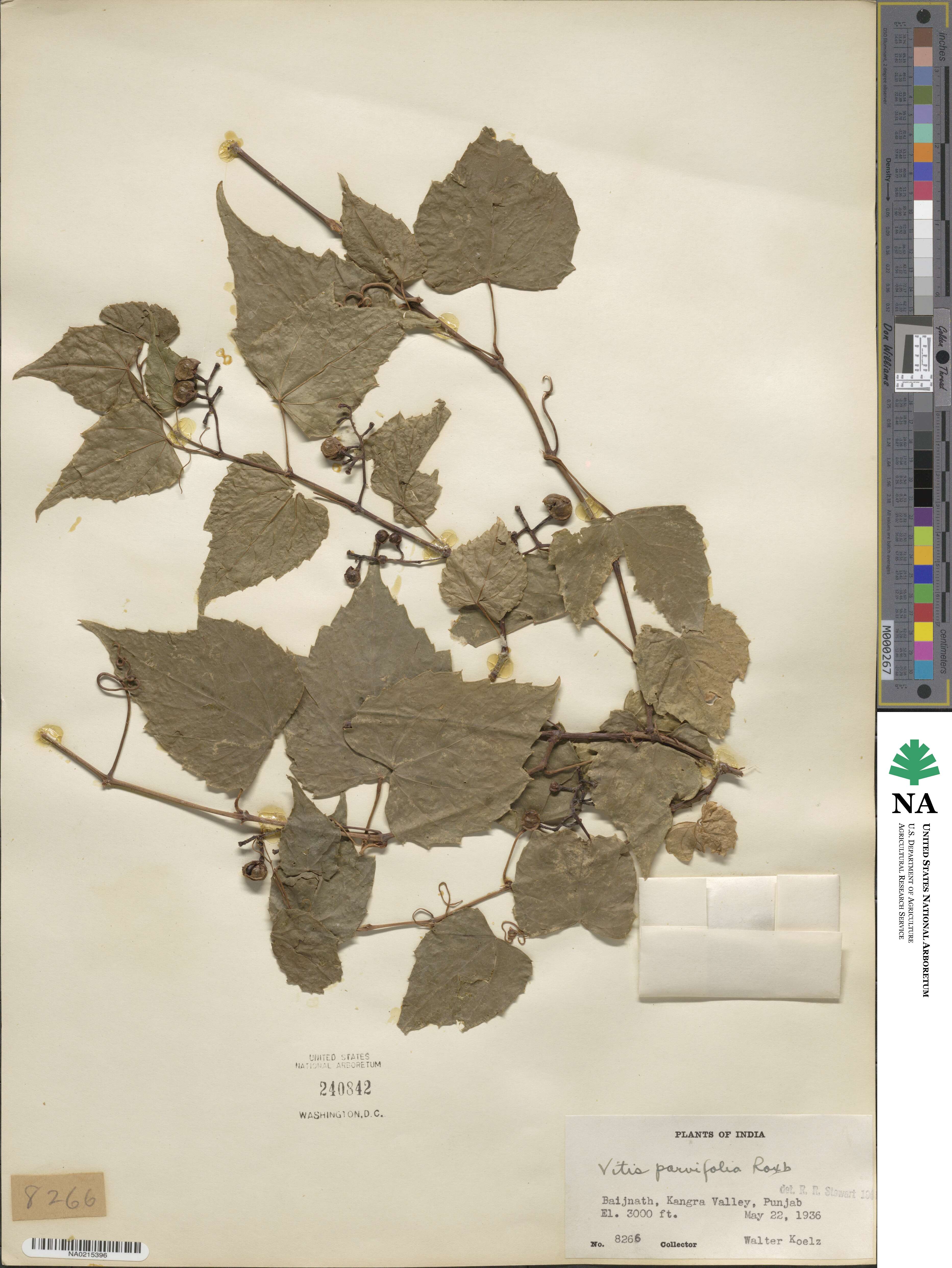 Vitis parvifolia image