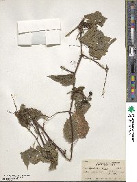 Vitis parvifolia image