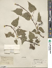 Vitis parvifolia image