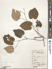 Vitis pentagona image