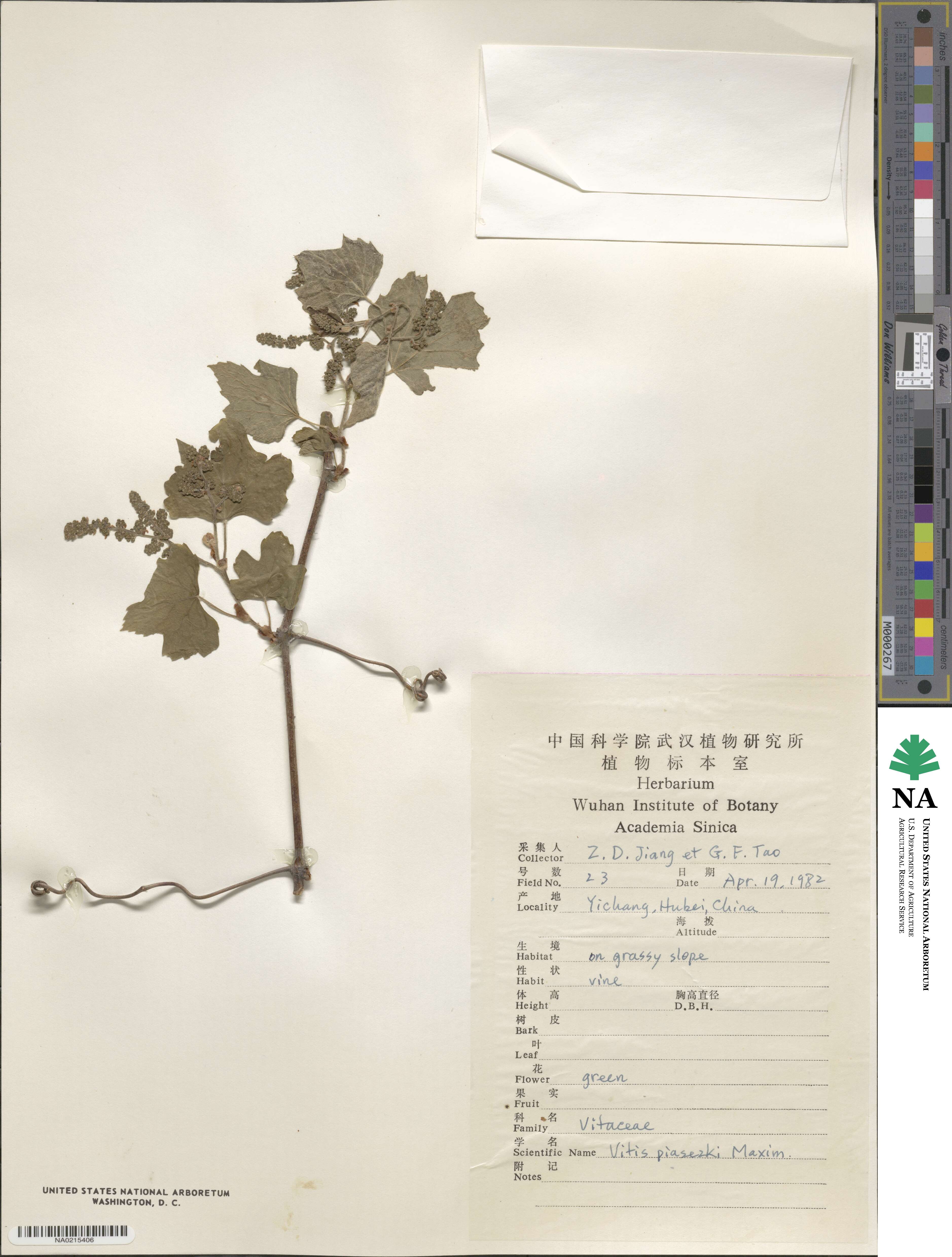 Vitis piasezkii image