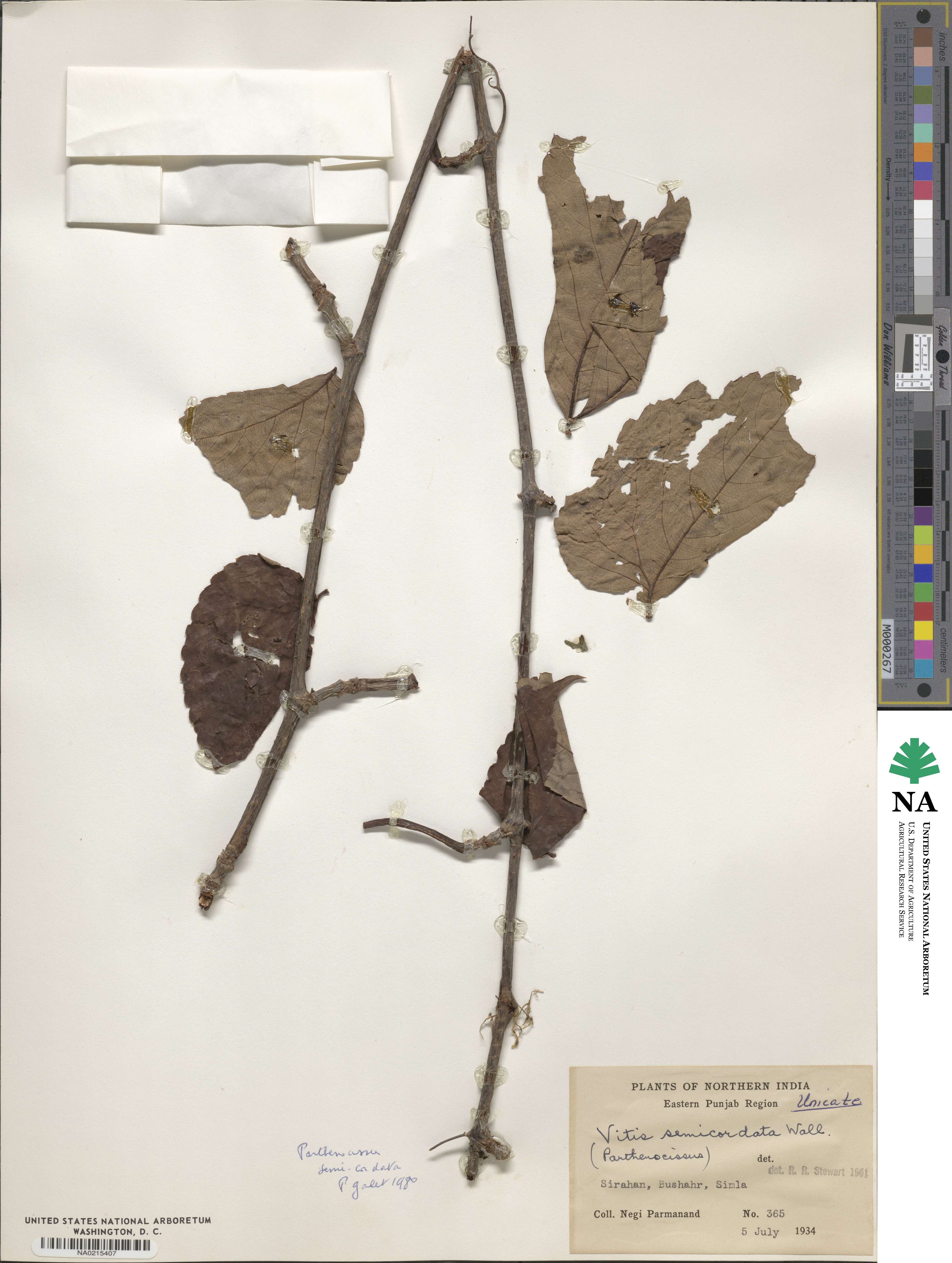 Parthenocissus semicordata image