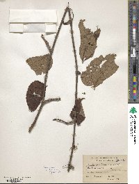 Parthenocissus semicordata image