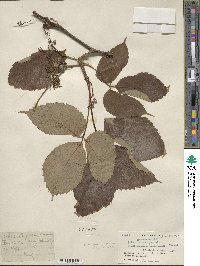 Parthenocissus semicordata image