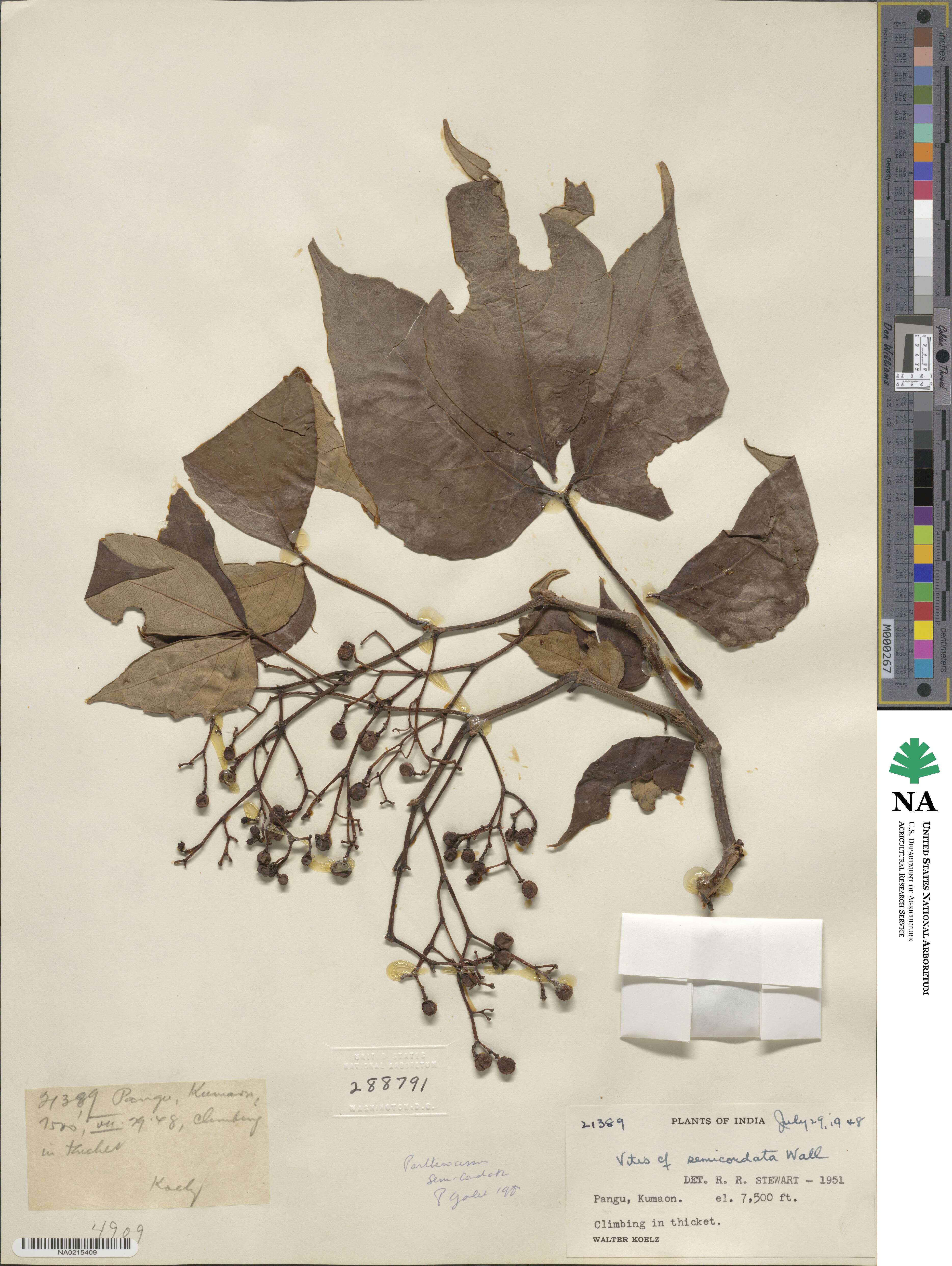 Parthenocissus semicordata image