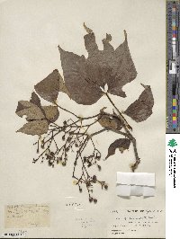 Parthenocissus semicordata image