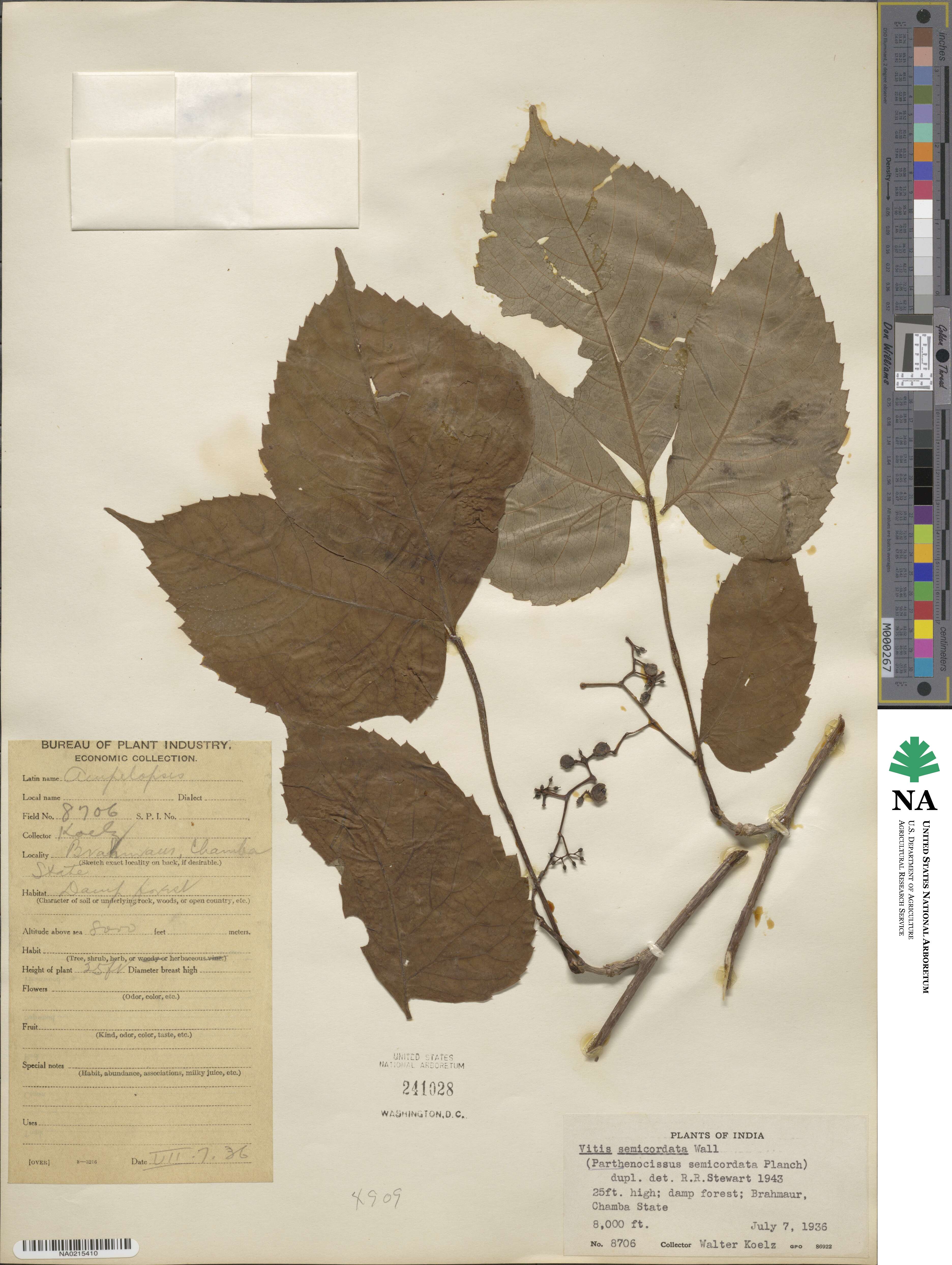 Parthenocissus semicordata image