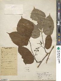 Parthenocissus semicordata image