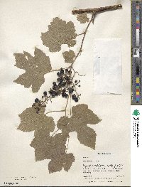 Vitis sylvestris image