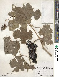 Vitis sylvestris image