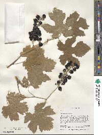 Vitis sylvestris image