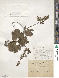 Vitis sylvestris image