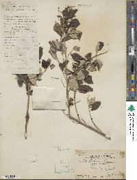 Causonis trifolia image