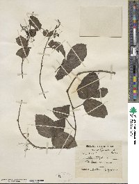 Causonis trifolia image