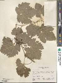 Vitis vinifera image