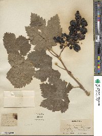 Vitis vinifera image