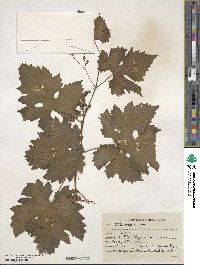 Vitis vinifera image