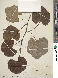 Vitis aestivalis image