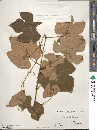 Vitis aestivalis image