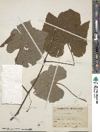 Vitis aestivalis var. bicolor image