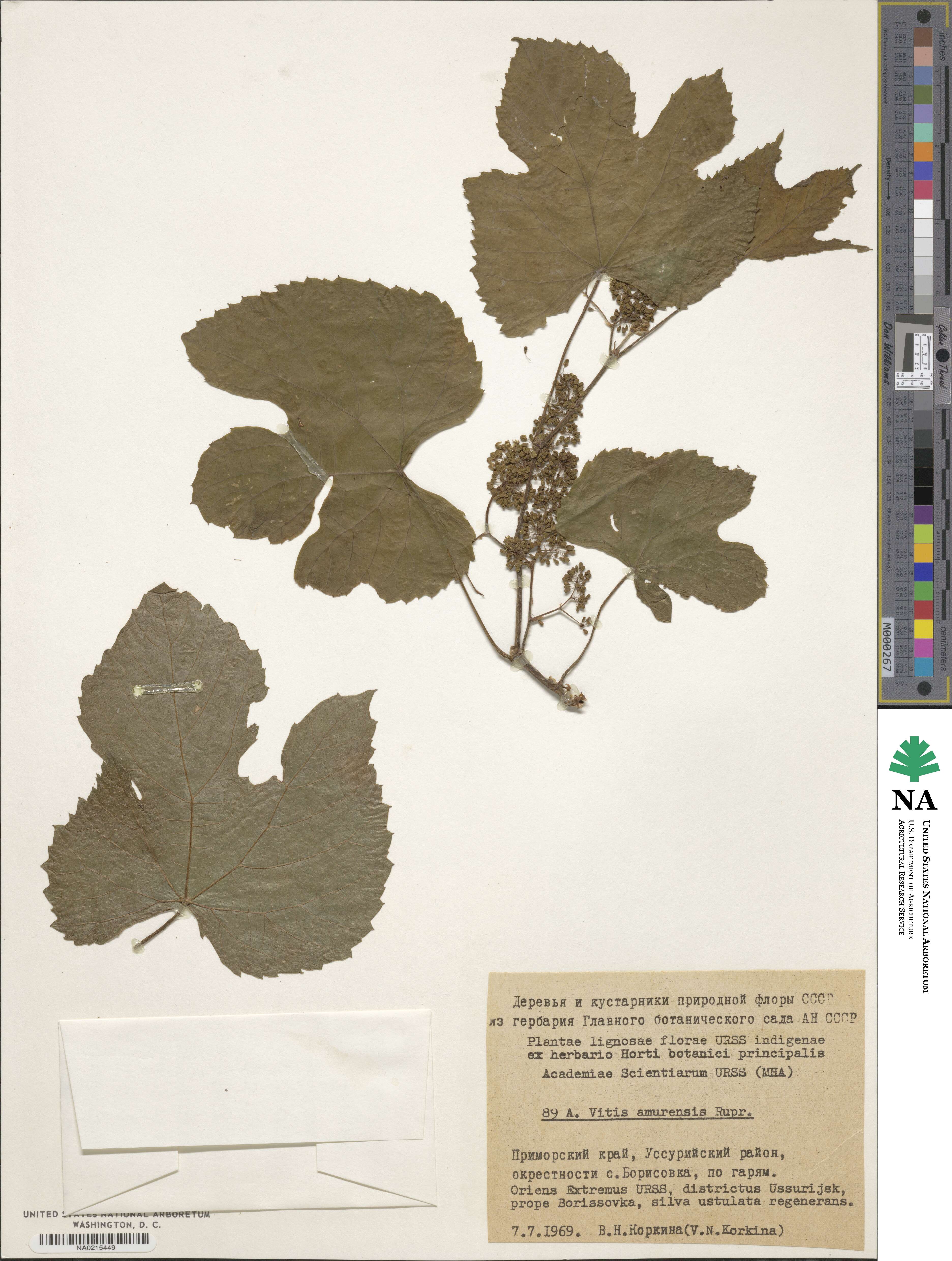 Vitis amurensis image