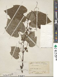 Vitis amurensis image