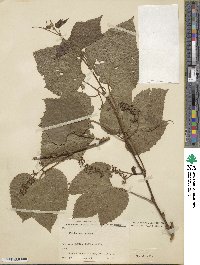 Vitis amurensis image