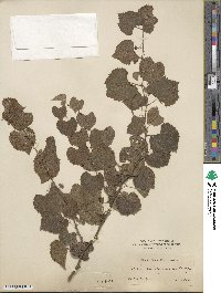 Vitis arizonica image