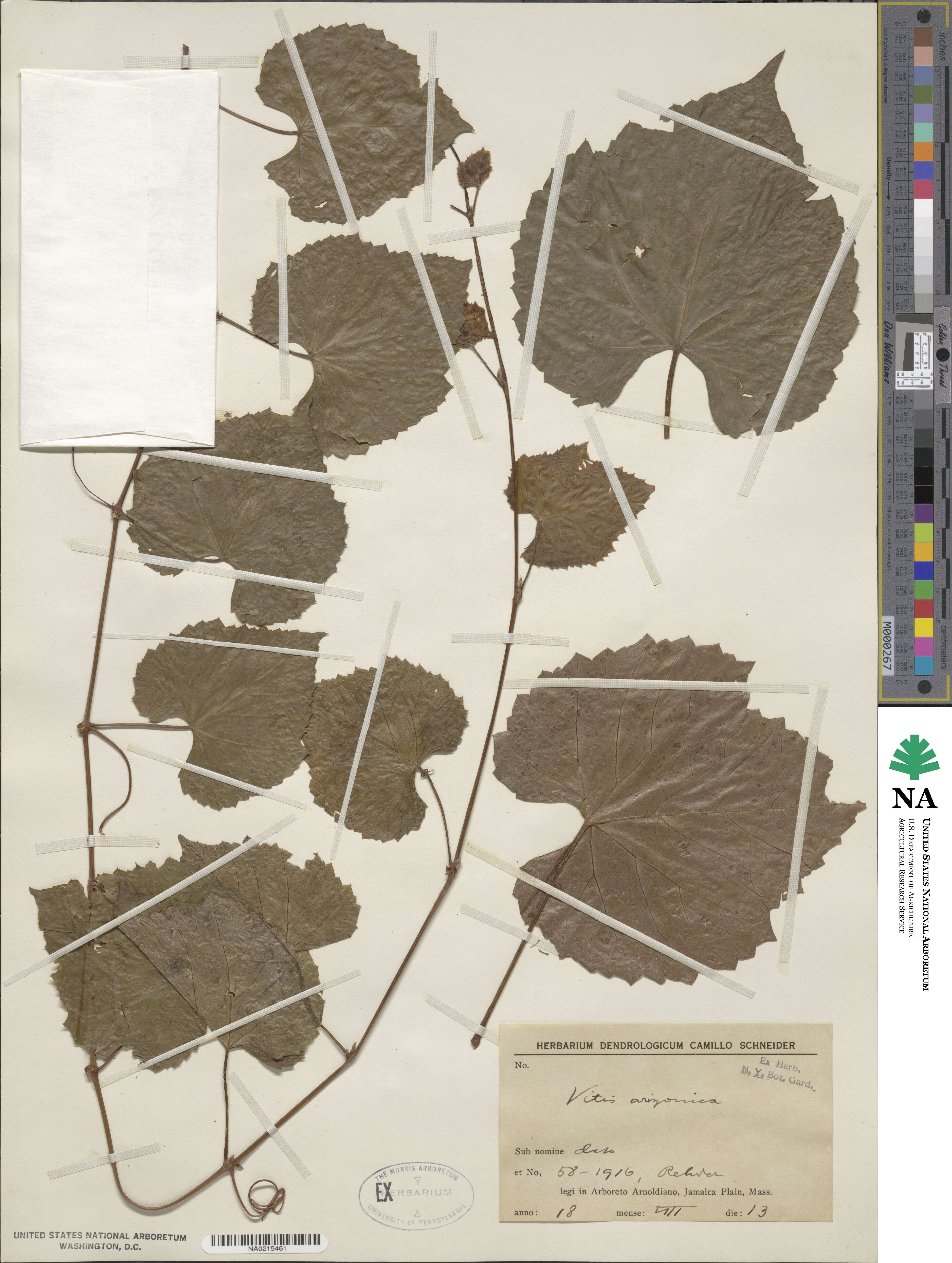 Vitis arizonica image