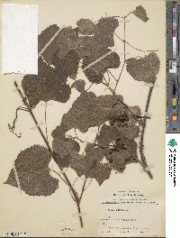 Vitis arizonica image