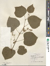 Vitis betulifolia image