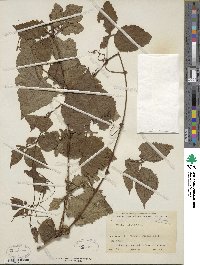 Vitis betulifolia image