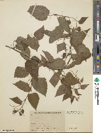 Vitis betulifolia image