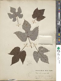 Vitis bicolor image