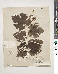 Vitis bourquiniana image