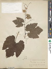 Vitis bourquiniana image