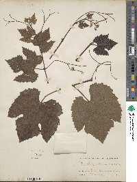 Vitis bourquiniana image