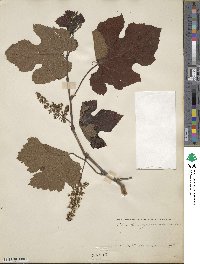 Vitis bourquiniana image