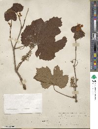 Vitis bourquiniana image