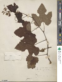 Vitis bourquiniana image