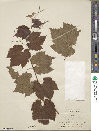 Vitis bourquiniana image