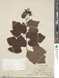 Vitis bourquiniana image