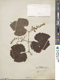 Vitis californica image