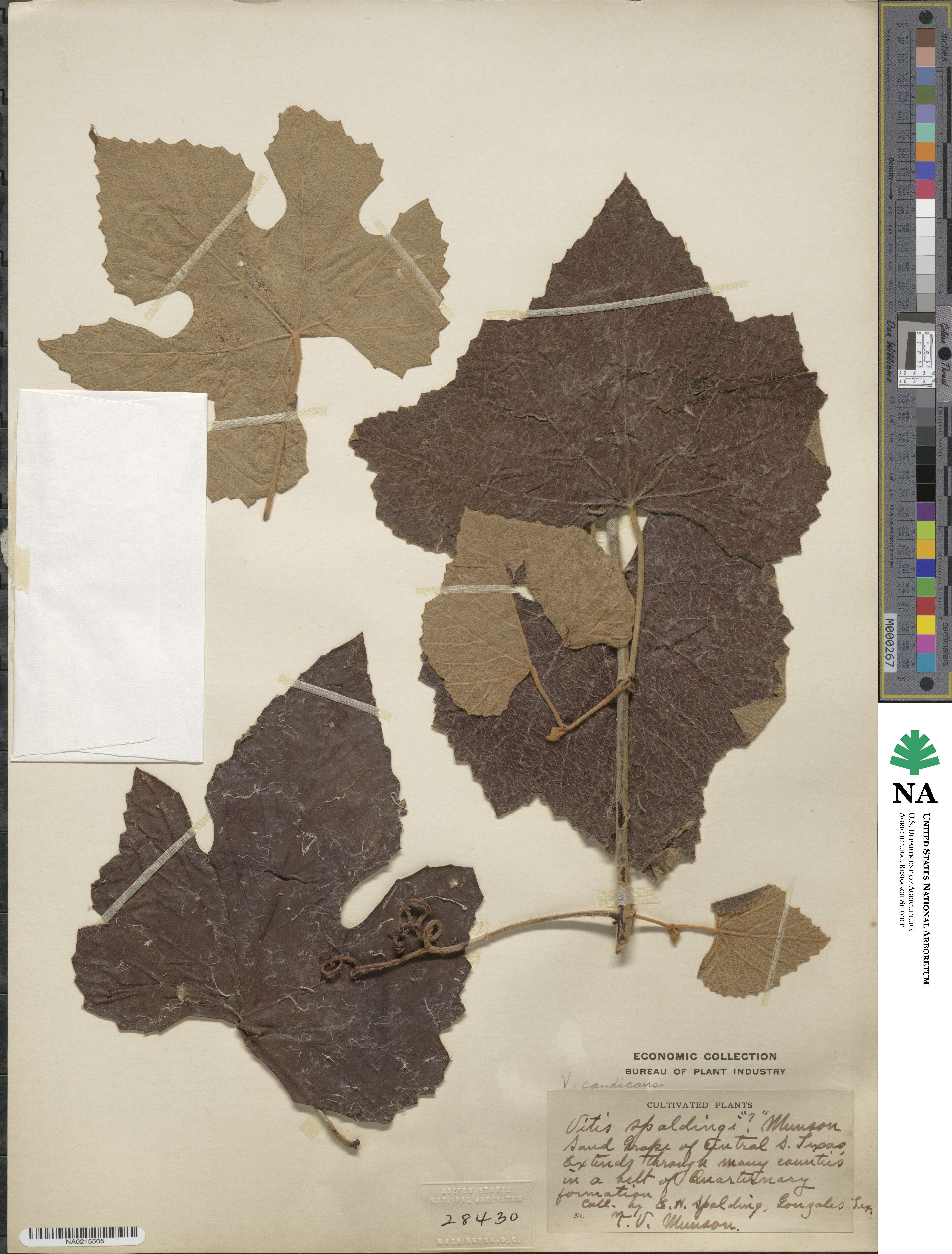 Vitis mustangensis image