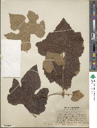 Vitis mustangensis image