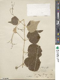 Vitis mustangensis image