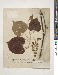 Vitis tiliifolia image